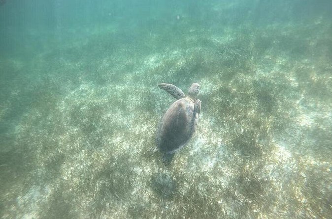 Swim with Turtles in Akumal, Cenote and Tulum Ruins Tour - Food and drinks: the underrated part of a long day