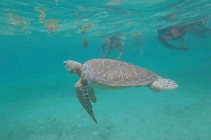 Swim with turtles + snorkelling + archaeological zone of Tulúm + cenote - Stop 2: Tulum archaeological site with real walking time