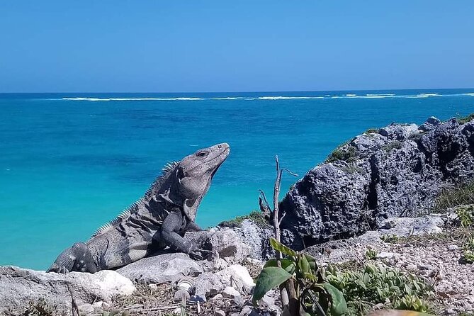 Swim with turtles + snorkelling + archaeological zone of Tulúm + cenote - Price and what $357.15 buys you in the real world