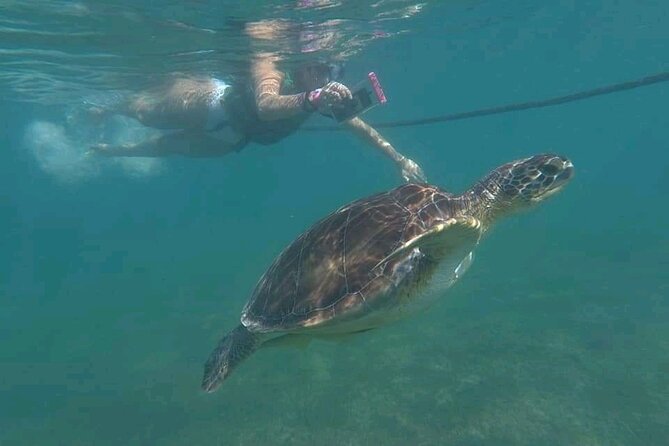 Swim with turtles + snorkelling + archaeological zone of Tulúm + cenote - Stop 1: Centro Ecologico Akumal for turtle snorkelling (and the best “wow” moment)