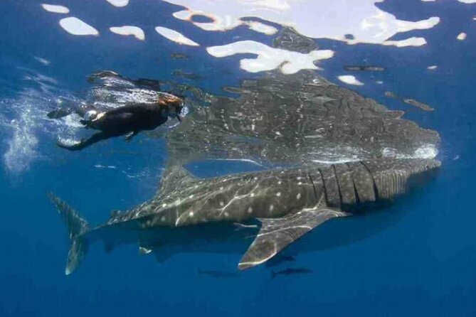 Swim with Whale Shark from Isla Mujeres and Cancun - Whale sharks from Isla Mujeres: what makes this trip work