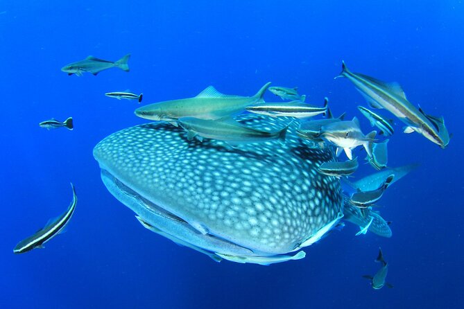 Swim with Whale Shark from Isla Mujeres and Cancun - The 45-minute boat ride: fast, scenic, and possibly bumpy