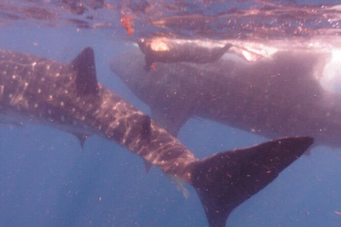 Swim with Whale Shark from Isla Mujeres and Cancun - Swim time in pairs: how the in-water part really feels