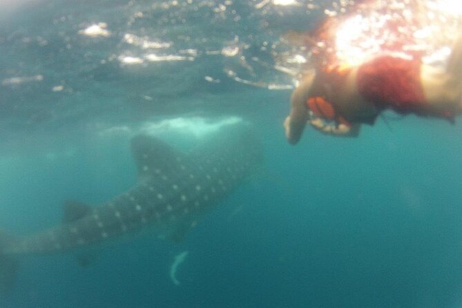 Swim with Whale Shark from Isla Mujeres and Cancun - What happens after: coral-reef snorkeling practice on the return