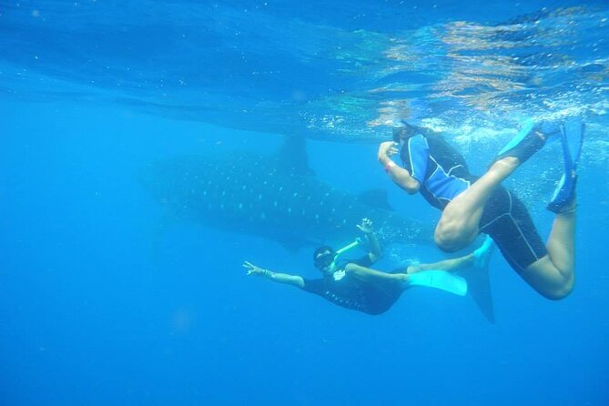Swim with Whale Shark from Isla Mujeres and Cancun - North Beach finish: El Capitan ceviche and drinks after the swim
