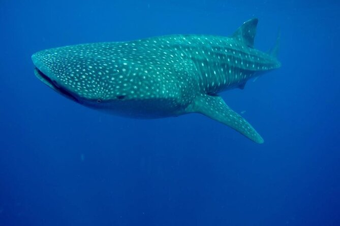 Swim with Whale Shark from Isla Mujeres and Cancun - Price and value: what $161.30 really covers