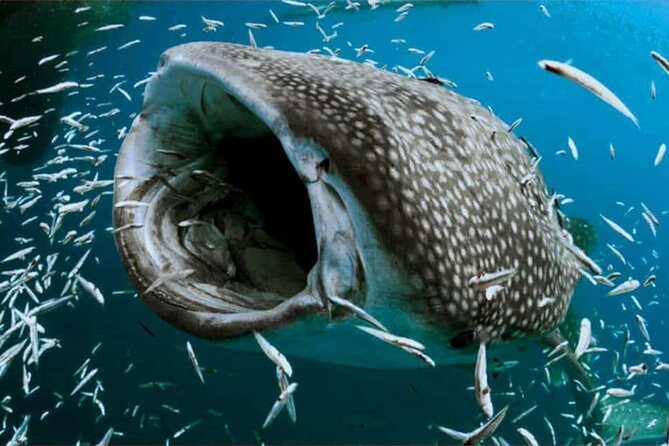 Swim with Whale Shark from Isla Mujeres and Cancun - Who this tour suits best, and who should plan carefully