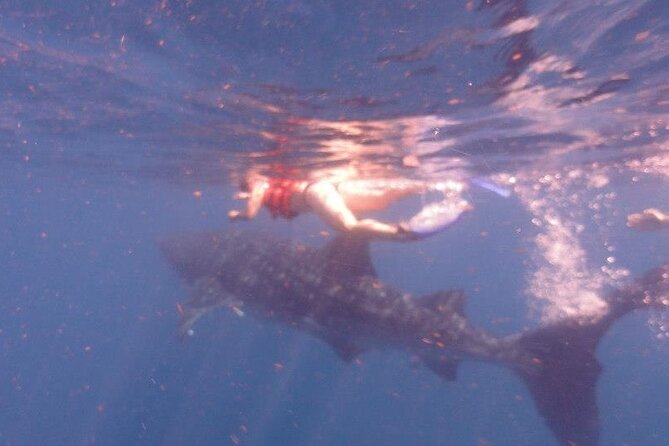 Swim with Whale Shark from Isla Mujeres and Cancun - Check-in at Av Juárez and that morning breakfast boost