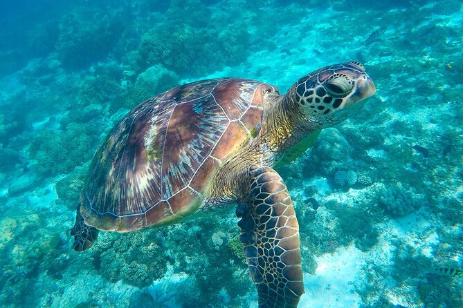The great snorkeling adventure at the Riviera Maya private tour - A 7:00 am start for three Mayan sacred water stops