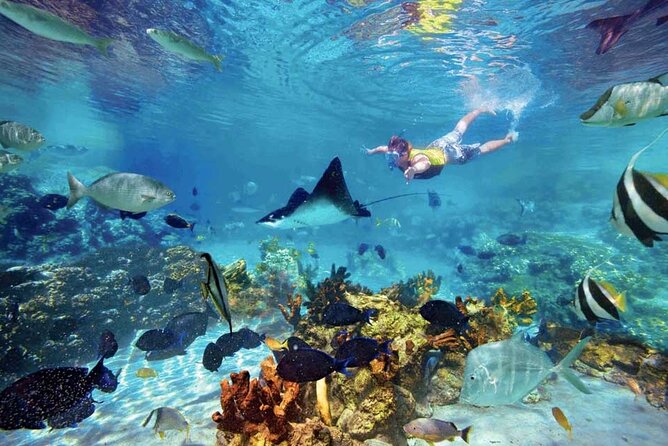 The great snorkeling adventure at the Riviera Maya private tour - Akumal turtle encounter on a Riviera Maya beach