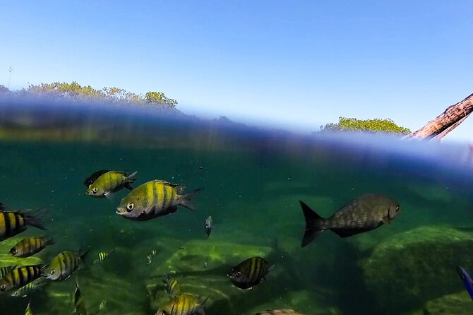 The great snorkeling adventure at the Riviera Maya private tour - The food break, local lunch plus snacks on the ride