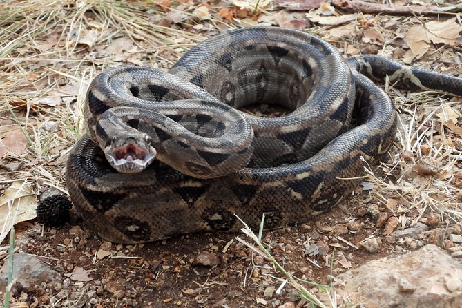 Tour Herpetologico - Dinner and hot drinks included, so you can enjoy the full 4 hours