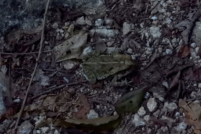 Tour Herpetologico - Conservation first: respectful viewing for reptiles and amphibians