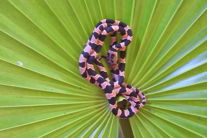 Tour Herpetologico - Who should book this herpetology night walk