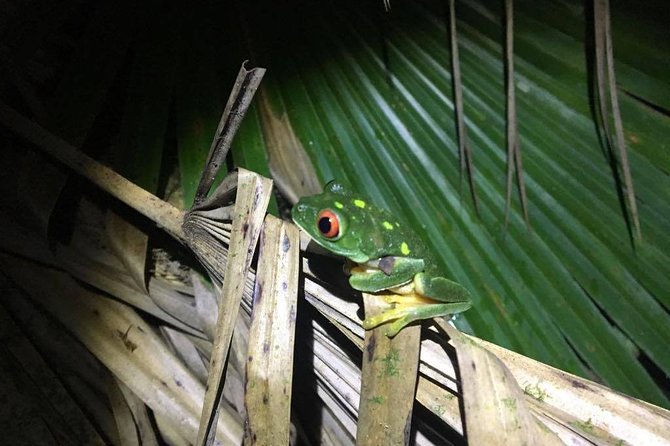 Tour Herpetologico - The 5:30 pm start, where you meet, and how the 4 hour rhythm works