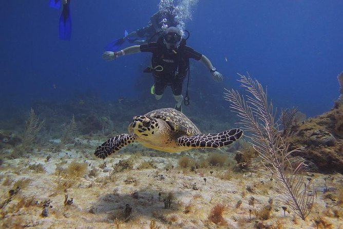 Tulum Akumal Snorkel Tour and 4 Cenotes Small Group All Fees Incl - Tulum ruins at beach level, plus Jaguar Park views