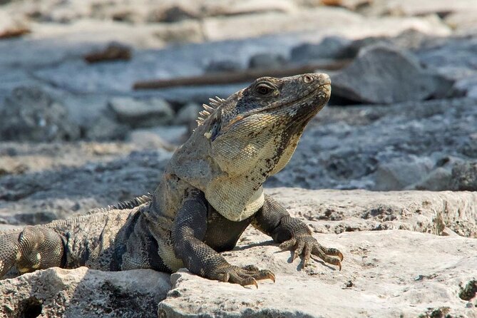 Tulum, Coba ruins and The Cenote 6 hours Private Tour - Coba’s jungle ruins and Nohoch Mul, the tallest pyramid in the region