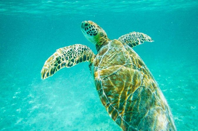 Tulum Ruinas and Tortugas Express - What’s included, what costs extra, and how the price adds up