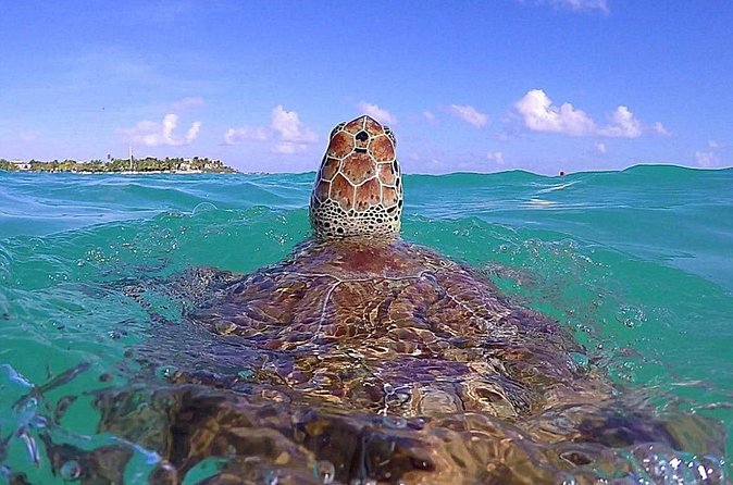 Tulum Ruinas and Tortugas Express - Guides and group energy, why humor helps here