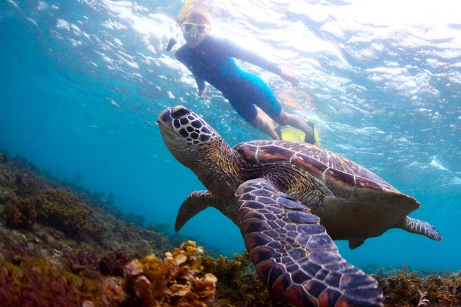 Tulum Ruins and Turtles Express - Who This Tour Fits Best