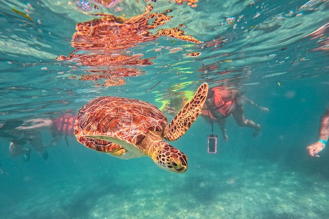Tulum Ruins, Sea Turtles & Cenote Swim Adventure Tour - Key Highlights at a Glance