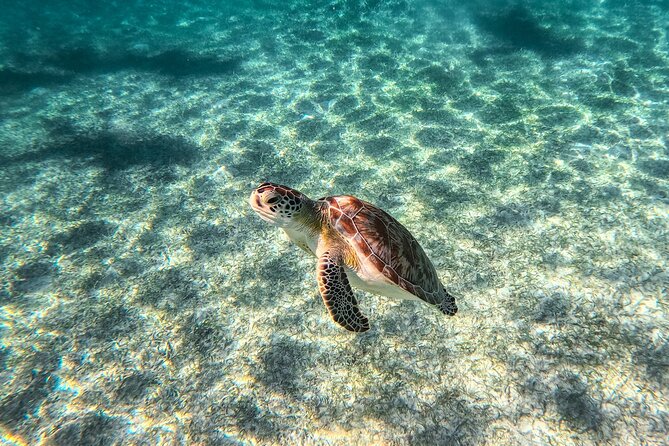 Tulum Ruins, Sea Turtles & Cenote Swim Adventure Tour - Price and Value: The $85 Base Plus the $40 Taxes