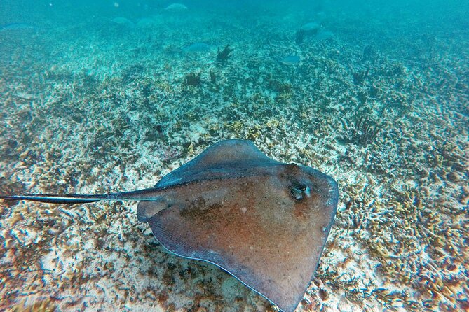 Tulum Ruins, Snorkeling with Turtles and Underground Caves - Puerto Aventuras Cenote Swim: Protected Caves, Stalactites, and Life Vest Basics