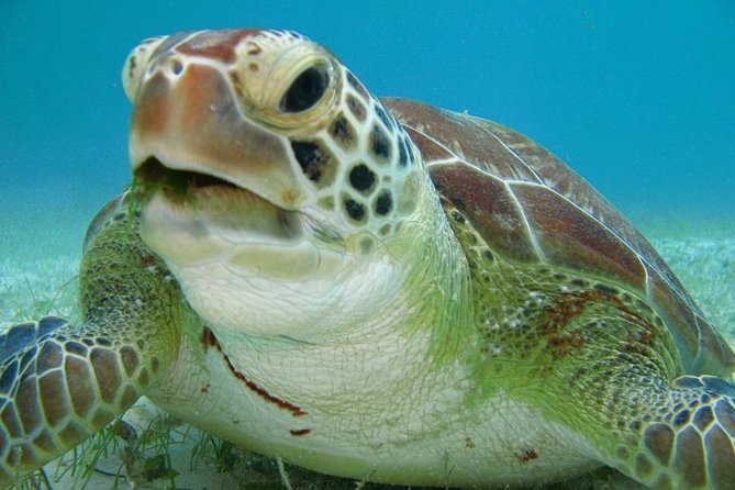 Tulum ruins, Swim with turtles and Cenote from Riviera Maya - Akumal turtle snorkeling: what to expect and how to enjoy it