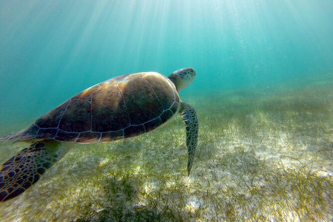 Tulum Ruins, Turtle Sighting and Underground Caves - Stop 2: Akumal turtle snorkeling with guaranteed sightings