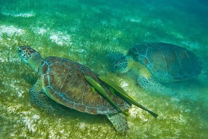 Turtles and Cenote from Riviera Maya - From Cancun to Cenote Manati, with morning momentum