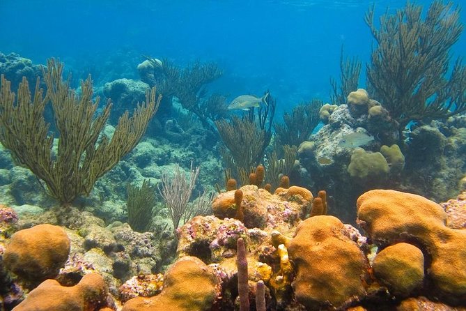 Turtles and Cenote from Riviera Maya - Snorkeling gear included, plus real help for families