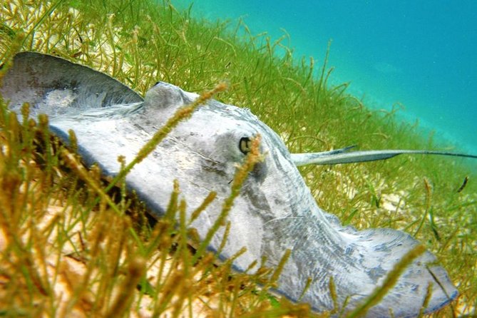 Turtles and Cenote from Riviera Maya - Akumal turtle time: what you are actually paying for