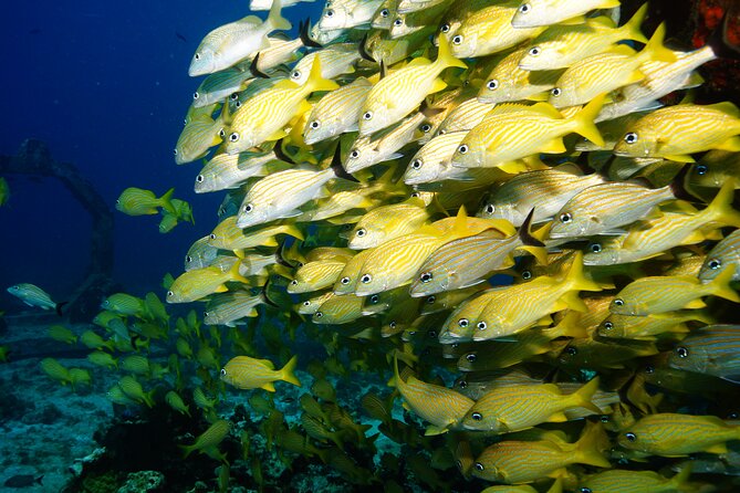 Two Dives and Class for Begginers Divers in Cancun - MUSA underwater art: what you should expect from the first reef session