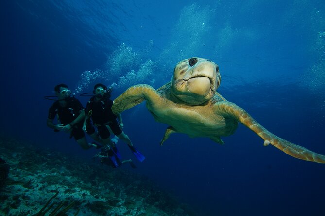 Two Dives and Class for Begginers Divers in Cancun - Manchones Reef: coral, color, and plenty of fish activity
