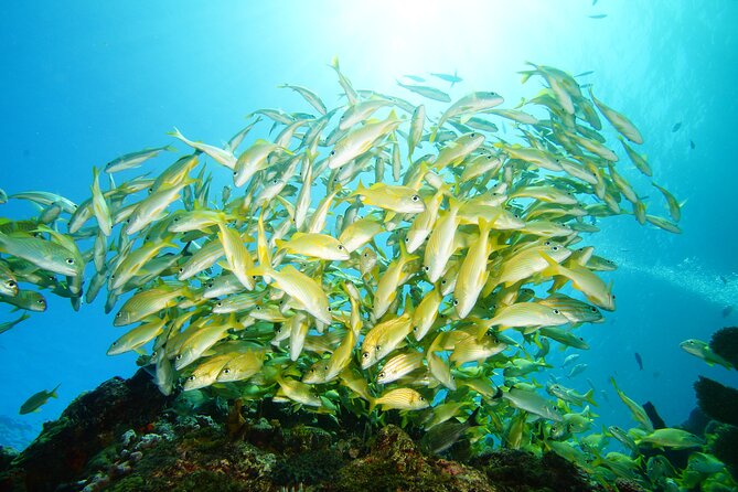 Two Reefs For Certified Divers in Cancun - Price and What You Actually Get for $145