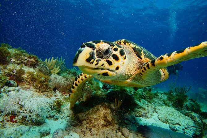 Two Reefs For Certified Divers in Cancun - Punta Negra: The First Reef Session at About 55 Feet
