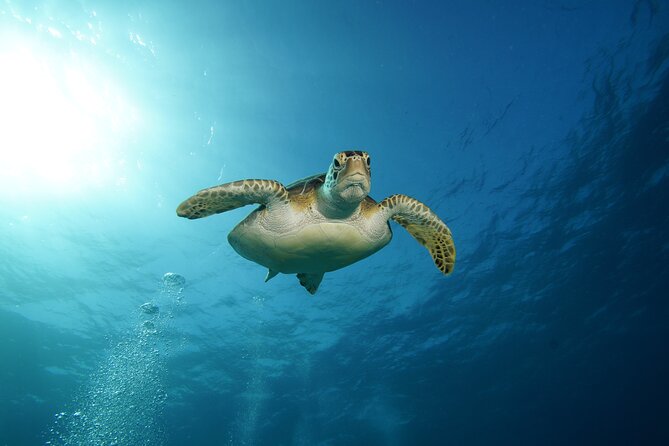 Two Reefs For Certified Divers in Cancun - The Tunnel and Grampin, Plus Horse Shoe in the Reef Rotation