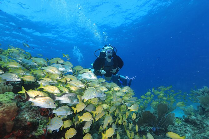 Two Tanks Scuba Diving for Beginners in Cancun - Price and what your $169 actually buys