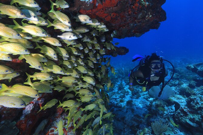Two Tanks Scuba Diving for Beginners in Cancun - Stop 2: Manchones Reef for wildlife and reef life