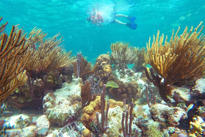 Ultimate 5x1 Combo with ATV, Ziplines, Cenote & Reef Snorkeling - The Puerto Morelos meal break: fish tacos, plus actual recovery time