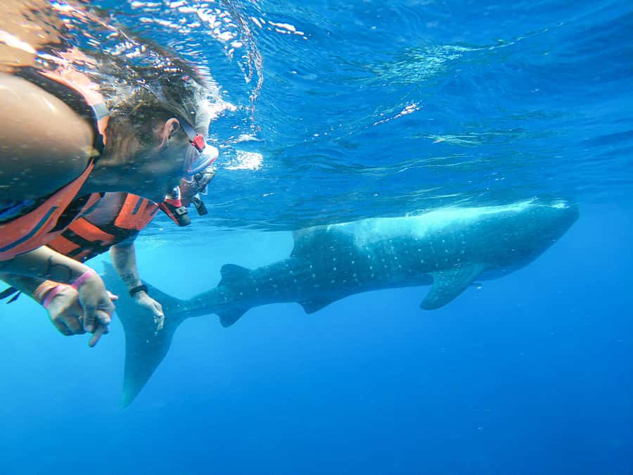 Whale Shark Adventure from Isla Mujeres - Key Takeaways Before You Go