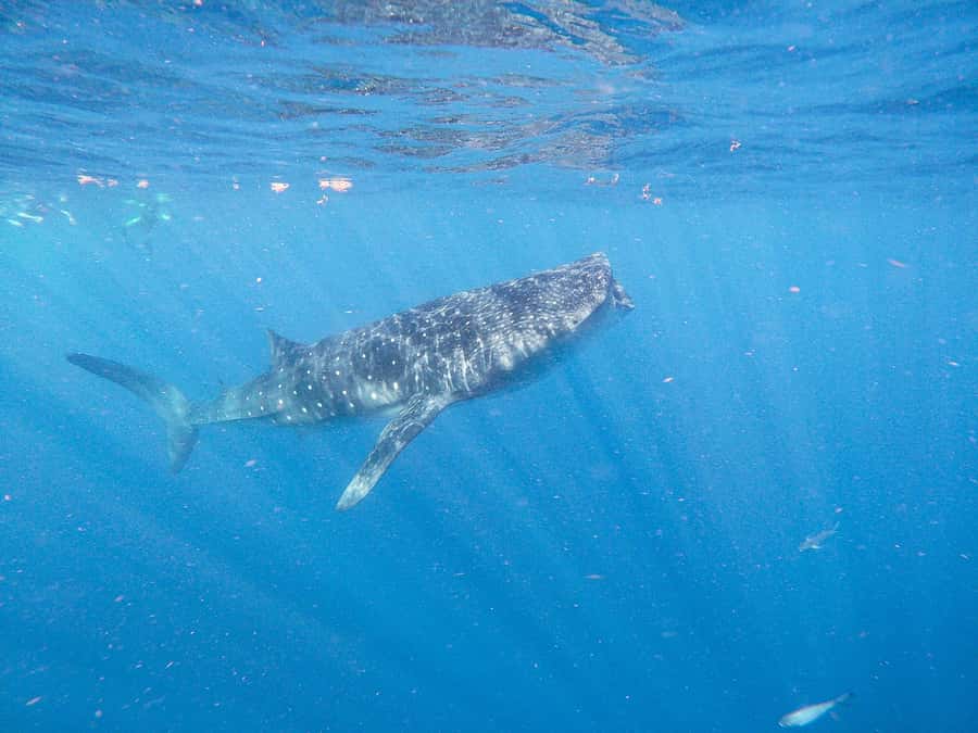 Whale Shark Adventure from Isla Mujeres - Should You Book It?