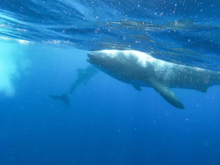Whale Shark Adventure from Isla Mujeres - On the Water: Searching for Whale Sharks and Spotting More Wildlife