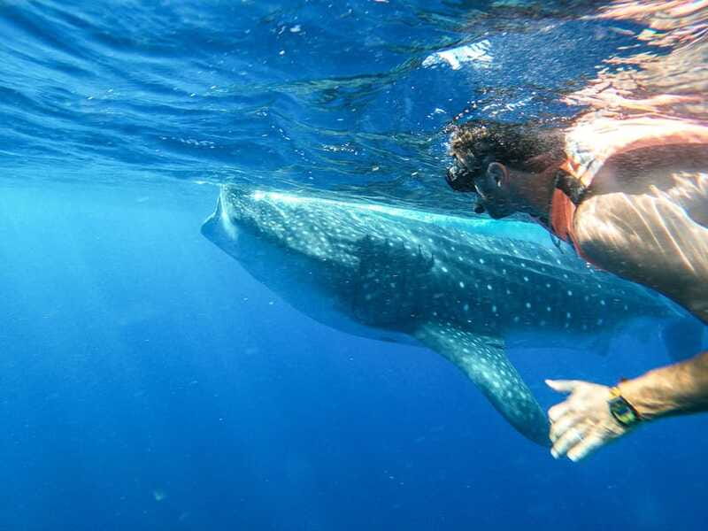 Whale Shark Adventure from Isla Mujeres - The Snorkeling Moment: Close-Up Encounters With the Ocean’s Largest Fish