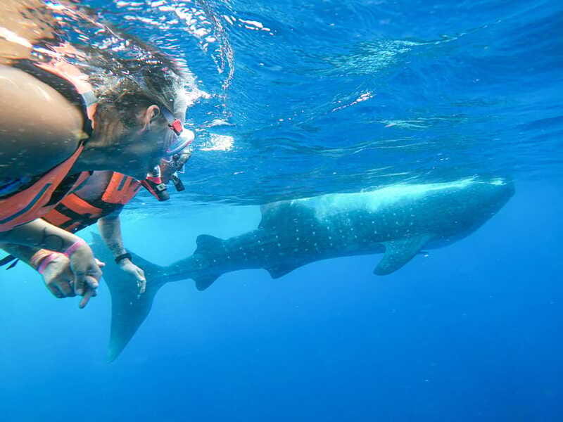 Whale Shark Adventure from Isla Mujeres - Comfort, Sun Protection, and the Seasickness Reality Check