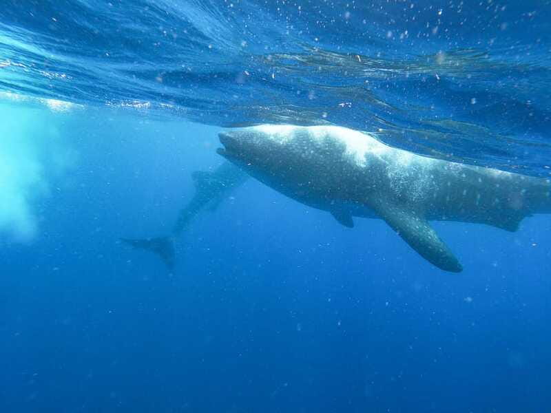 Whale Shark Adventure from Isla Mujeres - What You Pay and What You Get for $176