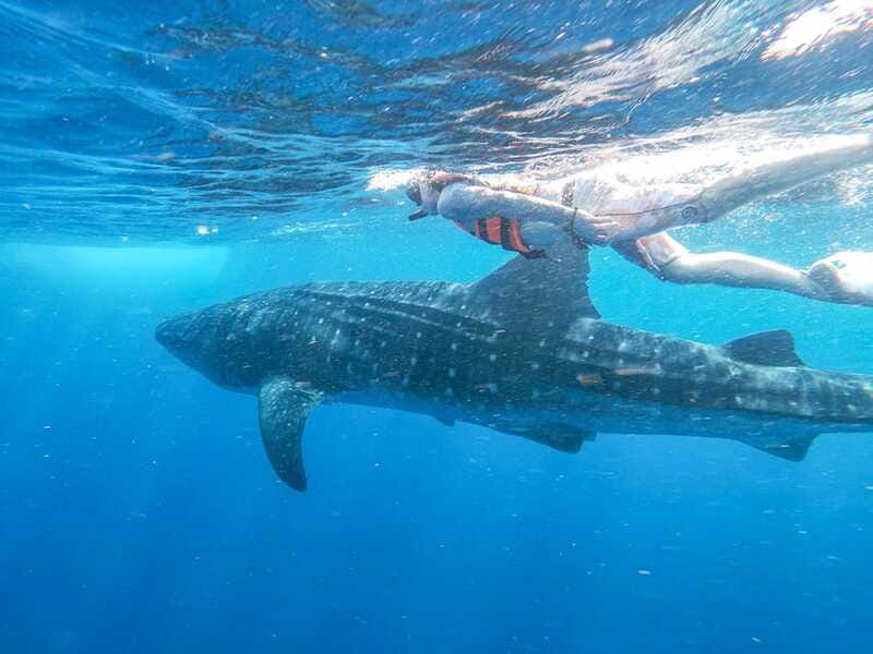 Whale Shark Adventure from Isla Mujeres - Timeline Reality: A Full Day That Moves With the Ocean