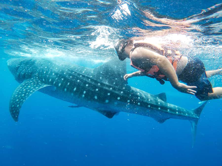 Whale Shark Adventure from Isla Mujeres - Who This Whale Shark Adventure Fits Best