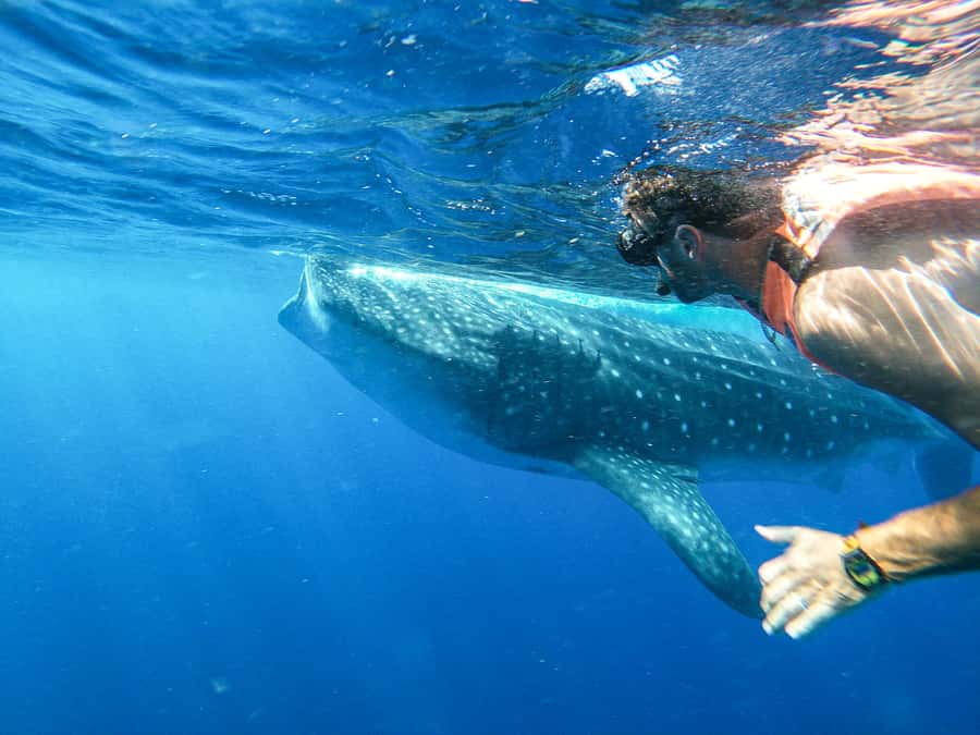 Whale Shark Adventure from Isla Mujeres - Why May to September Is the Big Deal Here