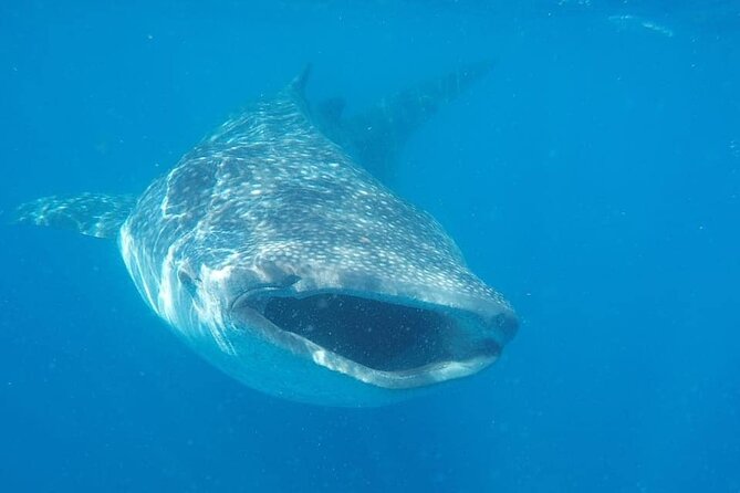 Whale Shark Adventure in Isla Mujeres and Cancun - Why Isla Mujeres draws whale sharks (and when)